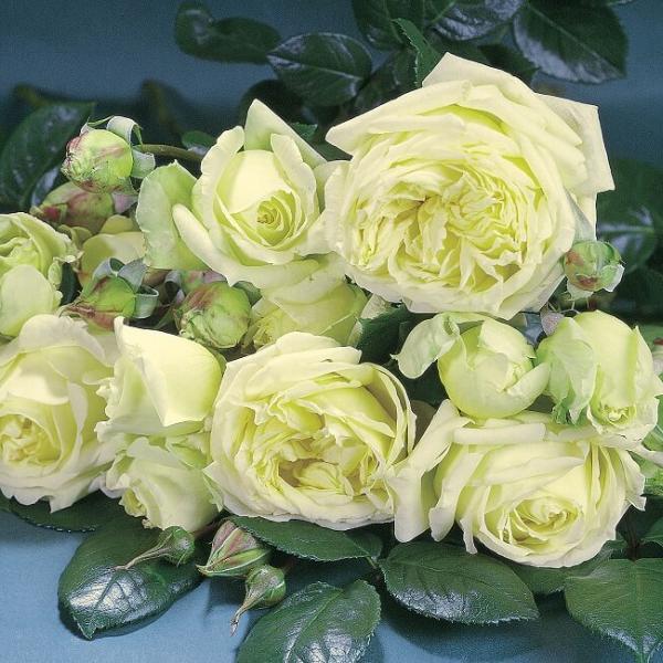 Grimpant L'ALCAZAR ® Tanefle